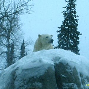 Polar Bear December 2007