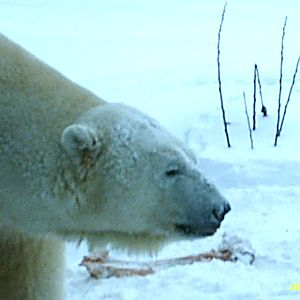 Polar Bear Decemeber 2007