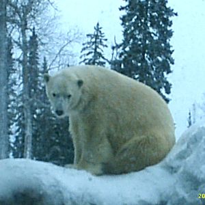 Polar Bear December 2007