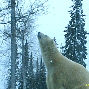 Polar Bear December 2007
