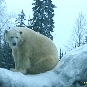 Polar Bear December 2007