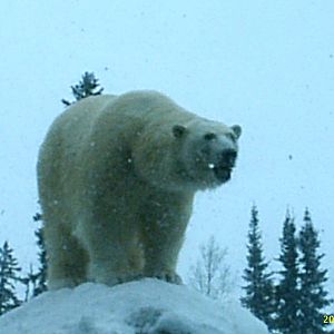 Polar Bear December 2007
