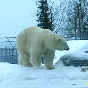 Polar Bear December 2007