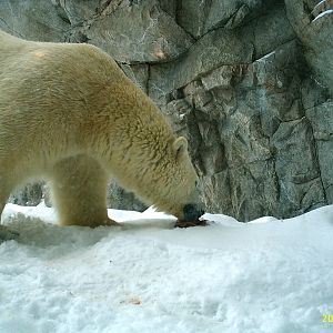 Polar Bear December 2007