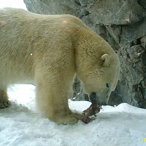 Polar Bear December 2007