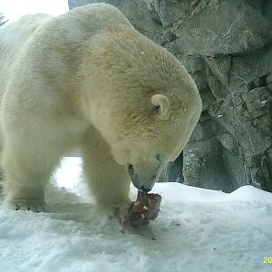 Polar Bear December 2007