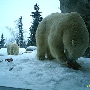 Polar Bear December 2007