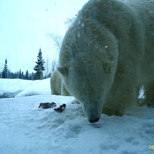 Polar Bear December 2007