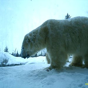 Polar Bear December 2007