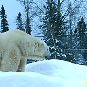 Polar Bear December 2007