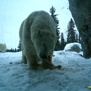 Polar Bear December 2007
