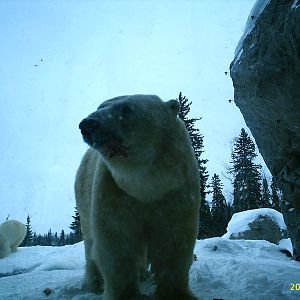 Polar Bear December 2007