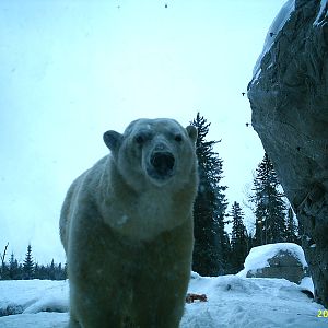 Polar Bear December 2007