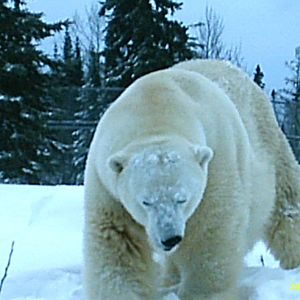 Polar Bear December 2007
