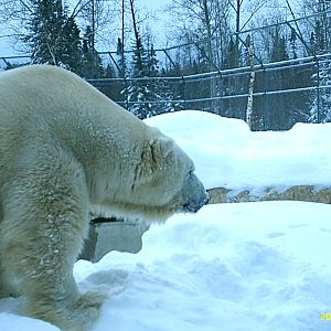 Polar Bear December 2007
