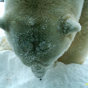 Polar Bear December 2007