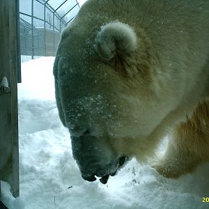Polar Bear December 2007