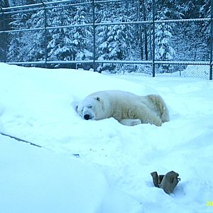 Polar Bear December 2007