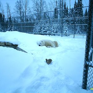 Polar Bear December 2007