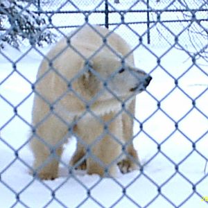 Polar Bear December 2007