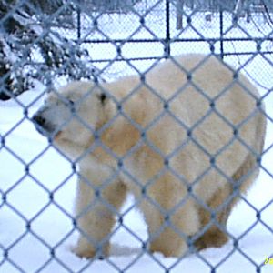 Polar Bear December 2007