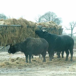 Cape Buffalo at Knowsley 13/04/08