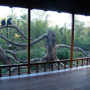 Francois's Langur exhibit