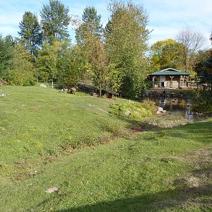 Capybara/Mara/Black Swan Enclosure