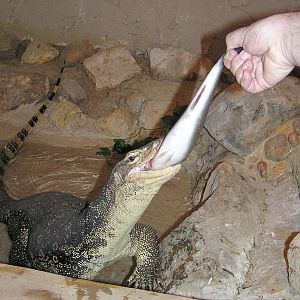 Varanus salvator