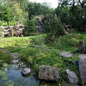 ZOOM - Raccoon exhibit