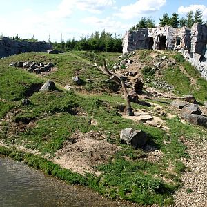 ZOOM - Kamchatka bear exhibit