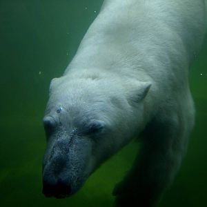 ZOOM - Polar bear