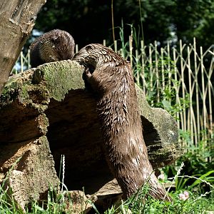 ZOOM - Canadian otters