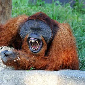 Orangutan - Voyage to Australia and the Islands - Columbus Zoo