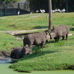 white rhinos and storks