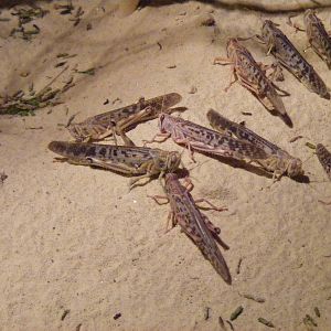 Desert locusts in Aridlands exhibit at Marwell Wildlife, 11 October 2009