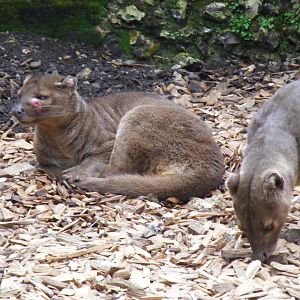 Fossas at Marwell Wildlife, 11 October 2009