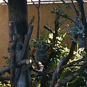 San Diego Zoo October 2008