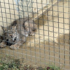 Canada Lynx