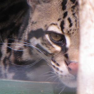 Ocelot Hiding In Sleeping Quarters