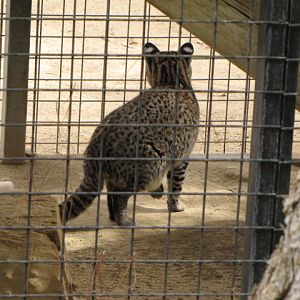 Geoffroy's Cat