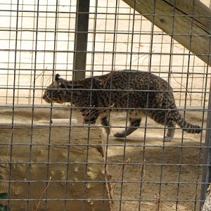 Geoffroy's Cat