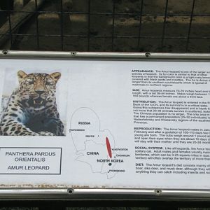 Amur Leopard Sign