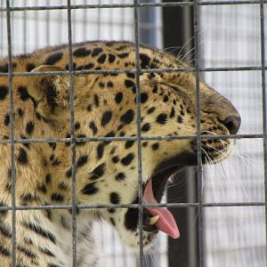 Amur Leopard
