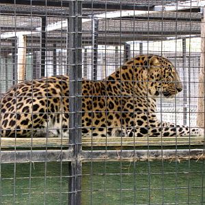 Amur Leopard