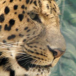 Amur Leopard