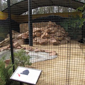 Black Leopard Enclosure
