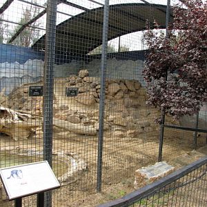 Snow Leopard Enclosure
