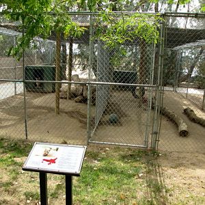 European Lynx Enclosure