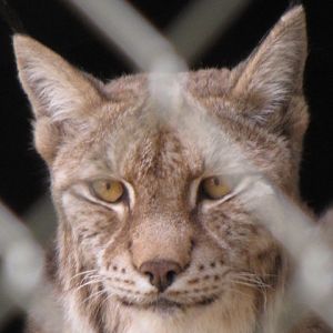 European Lynx